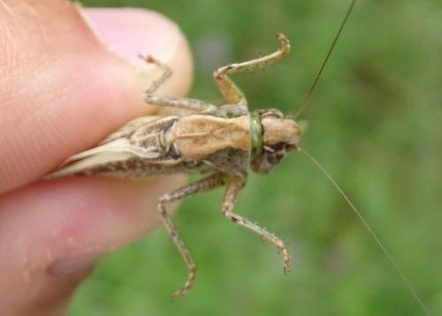Platycleis sp.